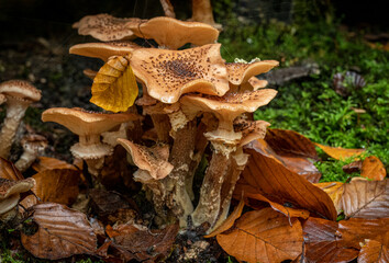 Fungi found in British woodland