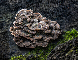Fungi found in British woodland