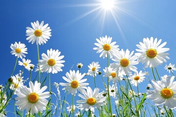 Blooming daisies bright summer sun blue sky