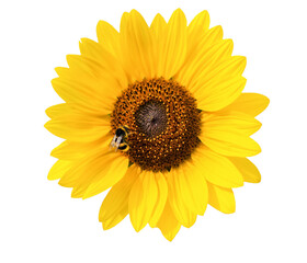Naklejka premium Sunflower png, yellow flower clipart, transparent background | png sunflower