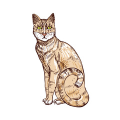 Portrait of a cat. A pet. Vector illustration. Sketch graphics.