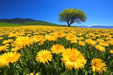 Fototapeta premium Vibrant yellow daisy field blue sky with solitary tree