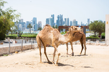 View of camels at the camel market at Souq Waqif in Doha, Qatar.