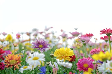 Fototapeta premium Daisy flowers garden asteraceae grassland.