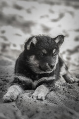 Cute and alert gray puppy sitting in lush green grass...