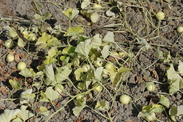 cucumis melo plant in the field