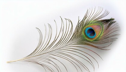 Fototapeta premium peacock feather isolated on white