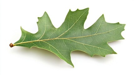 Fototapeta premium A single oak leaf with its characteristic lobed shape and deep green color
