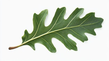 Fototapeta premium A single oak leaf with its characteristic lobed shape and deep green color