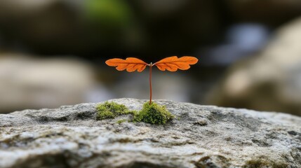 A single maple seed pod with a winged shape