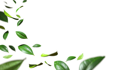 Relaxation leafs flow purified on transparent backgrounds 3d illustration png