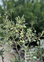Olive branch in the foreground growing in the Mediterranean in summer. Olive tree cultivation. Healthy eating concept. 