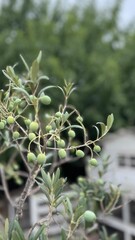 Olive branch in the foreground growing in the Mediterranean in summer. Olive tree cultivation. Healthy eating concept. 