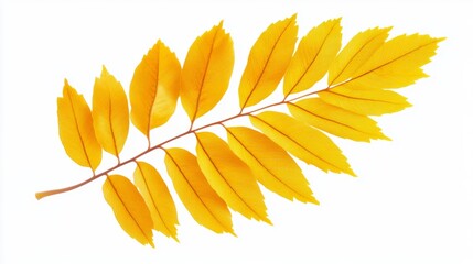 A chestnut leaf with a pointed tip and serrated edges, showing a bright yellow tone