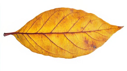 A chestnut leaf with a pointed tip and serrated edges, showing a bright yellow tone