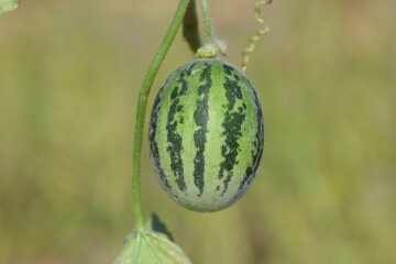 Fruits of a wild melon variety (Cucumis melo var.agrestis)