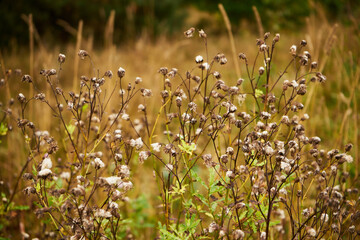 chaber driakiewnik, centaurea scabiosa l. © Marcin Łazarczyk