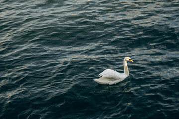 White Swan Is Swimming On A Blue Water Surface On A Sunny Day