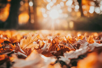 Foliage in the park. Autumn fall leaves of maple trees. Autumn fall leaves in sunlight.
