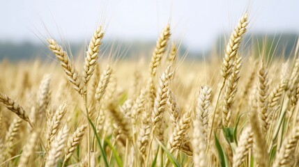 Fototapeta premium Golden Wheat Field