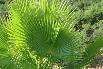close up of palm tree leaves