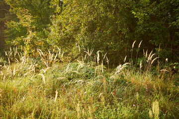 łąka,trawa 