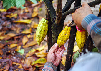 Cocoa farmer use pruning shears to cut the cacao pods or fruit ripe yellow cacao from the cacao...