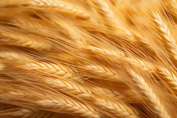 Wheat texture wheat agriculture backgrounds.