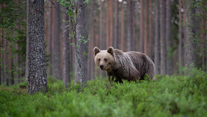 Brown bear in the forest scenery at summer evening