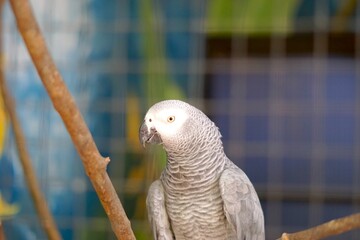 Beautiful african grey parrot in aviary