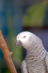 Beautiful african grey parrot in aviary