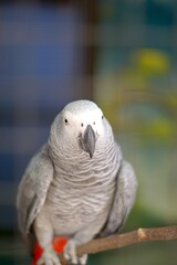 Beautiful african grey parrot in aviary
