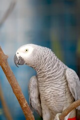 Obraz premium Beautiful african grey parrot in aviary