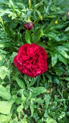 Close-Up of a Vibrant Red Peony Flower in a Green Garden Setting