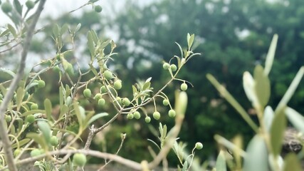 Olive branch in the foreground growing in the Mediterranean in summer. Olive tree cultivation. Healthy eating concept. 