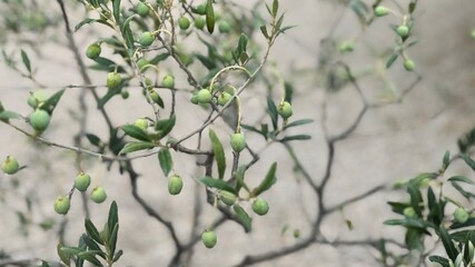 Olive branch in the foreground growing in the Mediterranean in summer. Olive tree cultivation. Healthy eating concept. 