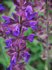 Purple salvia nemorosa (woodland sage, Balkan clary)  flowers close-up, macro blossom