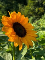 Obraz premium Sonnenblume