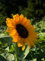 Sonnenblume