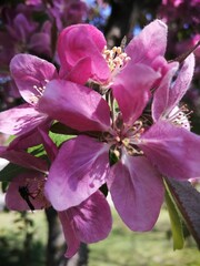 Close up of flowering crabapple or wild apple flowers, Malus species