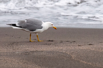 Yellow-legged gull on the beach in Terceira, Azores
