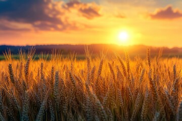 Fototapeta premium Ripe wheat fields natural landscape at sunset. farm harvest season , ai
