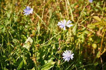 cykoria © Marcin Łazarczyk