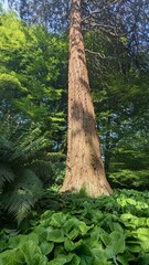 Fototapeta premium Majestic Tall Tree in a Lush Green Forest with Dense Ground Cover