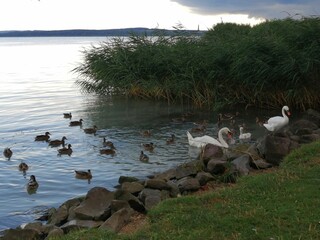 A swan family and ducks swimming towards the coast near the reed at Balatongyorok, Hungary beach