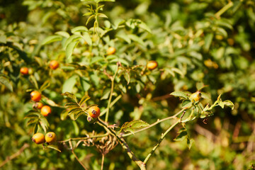 dika róża, Rosa canina L. © Marcin Łazarczyk