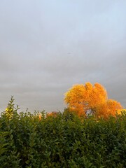 A treetop illuminated bright orange by the sun against a grey sky and a dark hedge