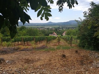 Vineyard in Balaton Highlands (Balaton-felvidek), Hungary with hills in the background
