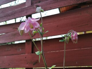 In late spring and early summer, pink Aquilegia vulgaris blooms in nature in the garden