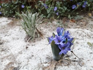 Blooming blue-purple hyacinth in the garden.